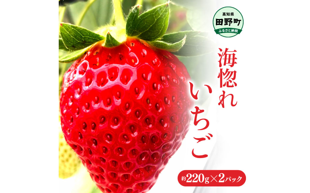 ≪ 農園直送 ≫ 海惚れいちご　約220g × 2パック