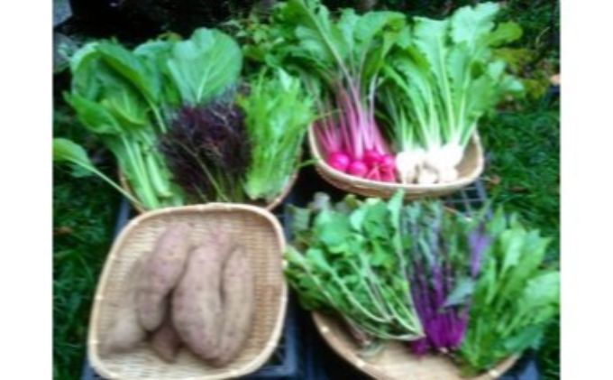 固定種野菜セット 埼玉県飯能市 セゾンのふるさと納税 固定種野菜セット 埼玉県飯能市 セゾンのふるさと納税