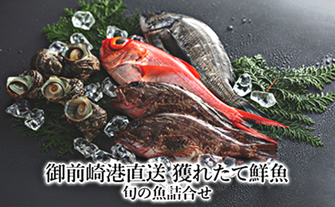 御前崎港直送 大将おすすめ 新鮮旬の魚詰合せbセット 静岡県御前崎市 セゾンのふるさと納税