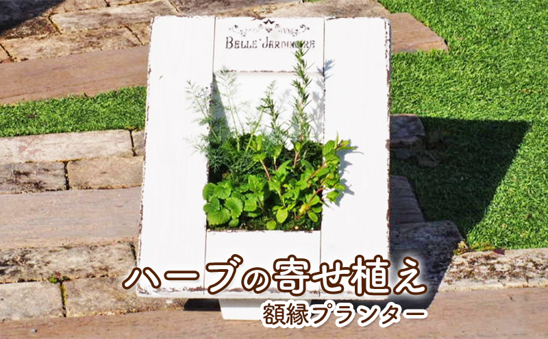 ハーブの寄せ植え 額縁プランター 福岡県朝倉市 セゾンのふるさと納税