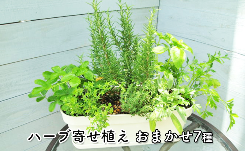 ハーブ7種寄せ植え 白鉢 受皿付き 福岡県朝倉市 セゾンのふるさと納税