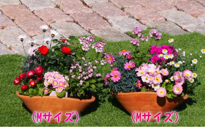 可愛いピンクのお花たっぷりの寄せ植え 舟形mサイズ 2個 福岡県朝倉市 セゾンのふるさと納税