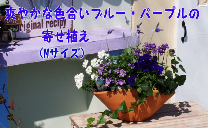 ブルー パープルの寄せ植え 舟形mサイズ 1個 福岡県朝倉市 セゾンのふるさと納税