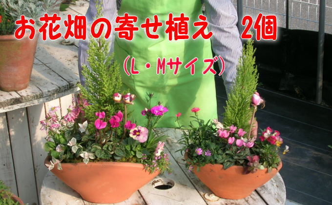 可愛いお花畑の寄せ植えl Mサイズ 2個セット 福岡県朝倉市 ふるさと納税サイト ふるさとプレミアム