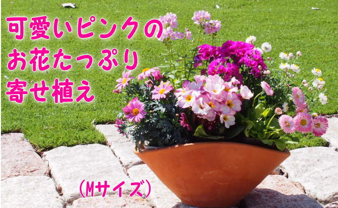 可愛いピンクのお花たっぷりの寄せ植え 舟形mサイズ 1個 福岡県朝倉市 ふるさと納税サイト ふるさとプレミアム