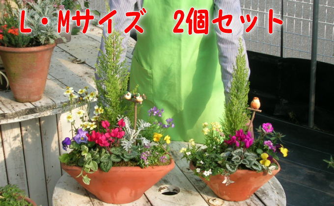 可愛いお花畑の寄せ植えl Mサイズ 2個セット 福岡県朝倉市 ふるさと納税サイト ふるさとプレミアム