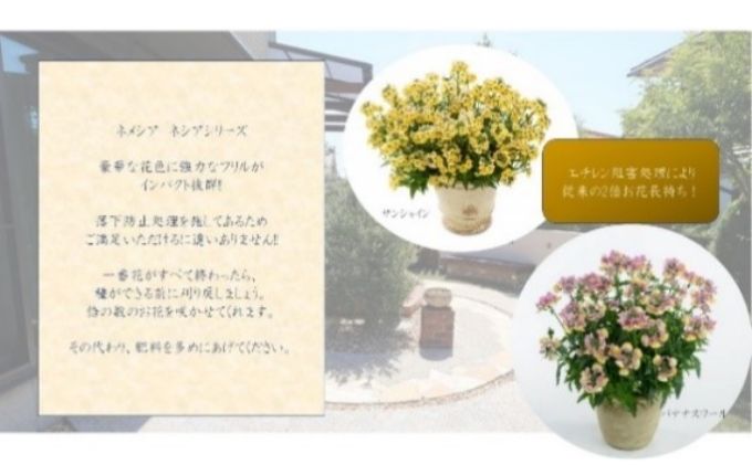 埼玉県上尾市のふるさと納税 秋を感じる箱いっぱいの季節の花苗