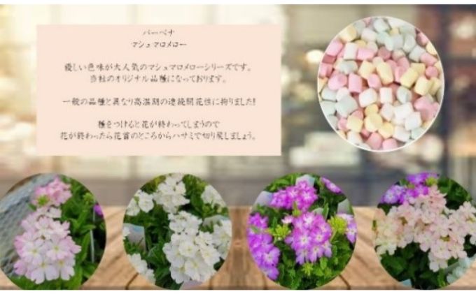 埼玉県上尾市のふるさと納税 季節を感じる箱いっぱいの花苗（年4回 季節ごとにお届け）
