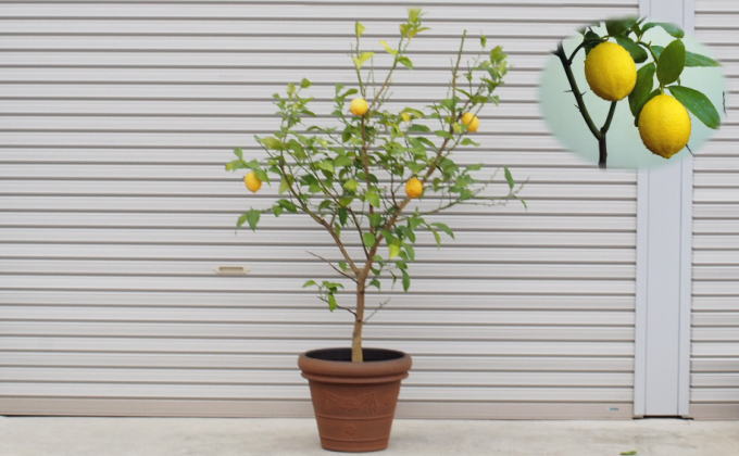 特大サイズ レモンの木鉢植え ブラウン鉢 1個 福岡県朝倉市 セゾンのふるさと納税