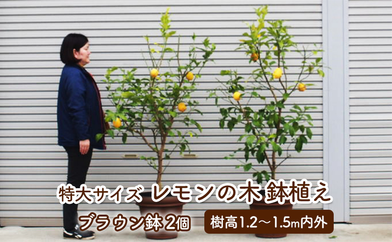特大サイズ レモンの木鉢植え ブラウン鉢 2個 福岡県朝倉市 ふるさと納税サイト ふるさとプレミアム