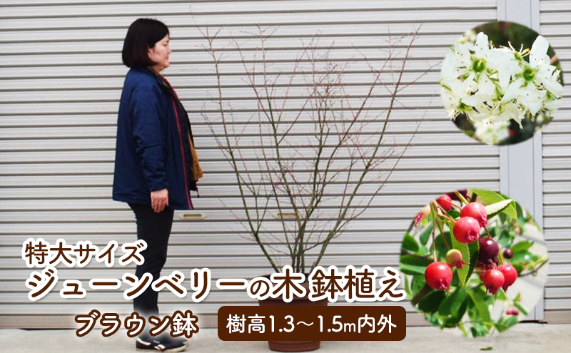 特大サイズ ジューンベリーの木鉢植え ブラウン鉢 1個 福岡県朝倉市 セゾンのふるさと納税