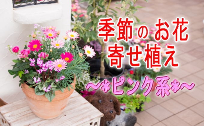季節のお花寄せ植え 赤 ピンク系 福岡県朝倉市 セゾンのふるさと納税