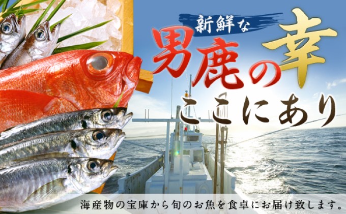 男鹿船川港直送おまかせ旬の地魚セット 小 秋田県男鹿市 セゾンのふるさと納税