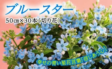 ブルースター 高知県芸西村 セゾンのふるさと納税