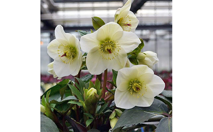 オンライン決済限定 冬の貴婦人 クリスマスローズ 氷の薔薇ホワイト 開花株5号 静岡県藤枝市 ふるさと納税サイト ふるさとプレミアム オンライン決済限定 冬の貴婦人 クリスマスローズ 氷の薔薇ホワイト 開花株5号 静岡県藤枝市 ふるさと納税サイト ふるさとプレミアム