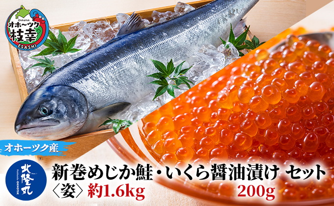 北隆丸 新巻めじか鮭 姿 約1 6kg いくら醤油漬け0gセット オホーツク枝幸産 北海道枝幸町 セゾンのふるさと納税