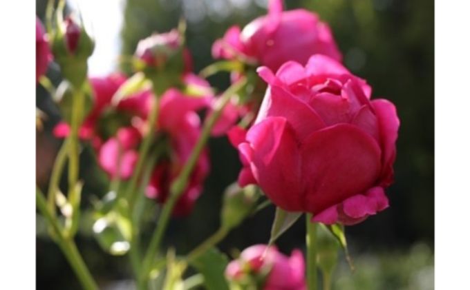 Apple Roses バラ苗 マイスタージンガー 大苗6号鉢植え 埼玉県飯能市 セゾンのふるさと納税