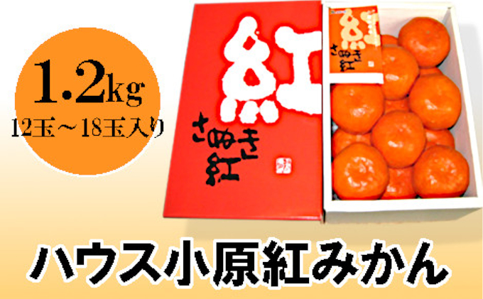 ハウス小原紅早生みかん さぬき紅 約1 2kg 香川県東かがわ市 セゾンのふるさと納税