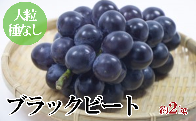 大粒種なし黒ぶどう ブラックビート 約2kg 香川県東かがわ市 ふるさと納税サイト ふるさとプレミアム