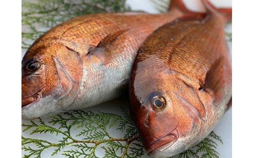 冷蔵 お炭付き鯛 養殖真鯛 活け締め ブランド たい 産直 新鮮 海鮮 三重県 伊勢志摩 三重県南伊勢町 セゾンのふるさと納税