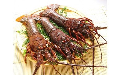 福袋セール】 【ふるさと納税】伊勢海老 約1kg 3~4尾 夜光貝 1個 食べ