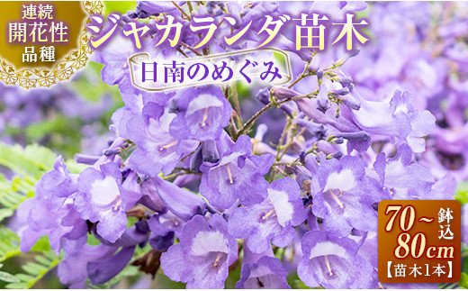 D6 191 花 連続開花性品種 ジャカランダの苗木1本 日南のめぐみ 鉢込70 80cm 宮崎県日南市 セゾンのふるさと納税