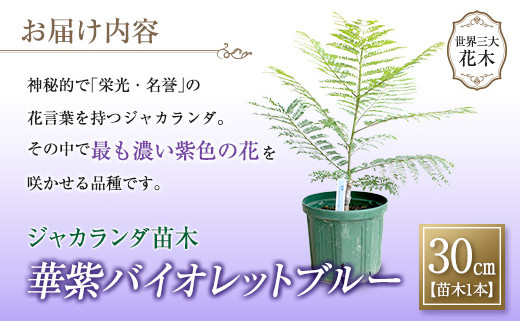 33 神秘的な美しさ ジャカランダ苗木 華紫バイオレットブルー 30cm 宮崎県日南市 セゾンのふるさと納税
